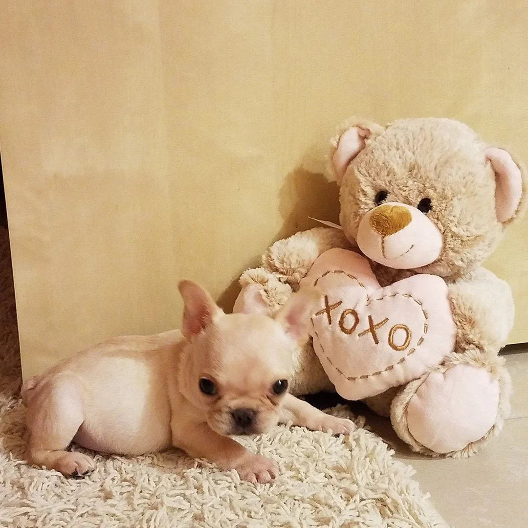 Liloo - French