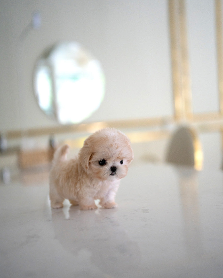MALTIPOO