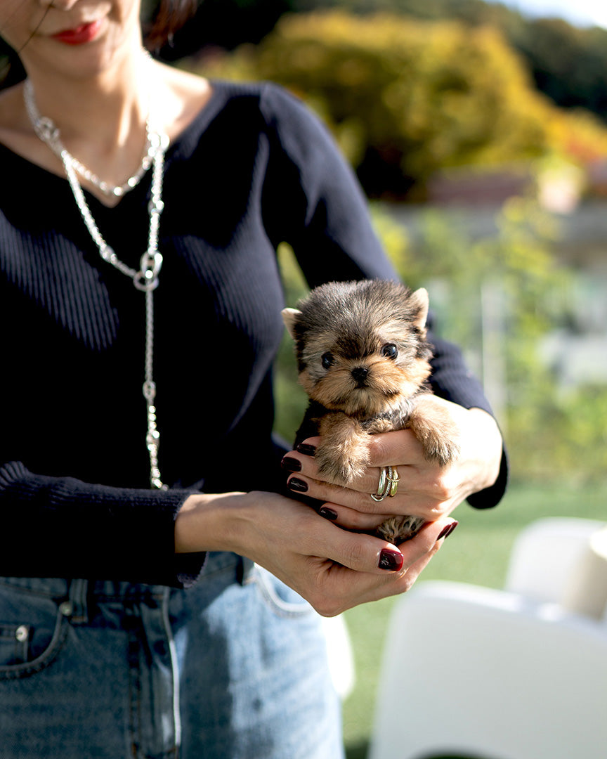 YORKIE