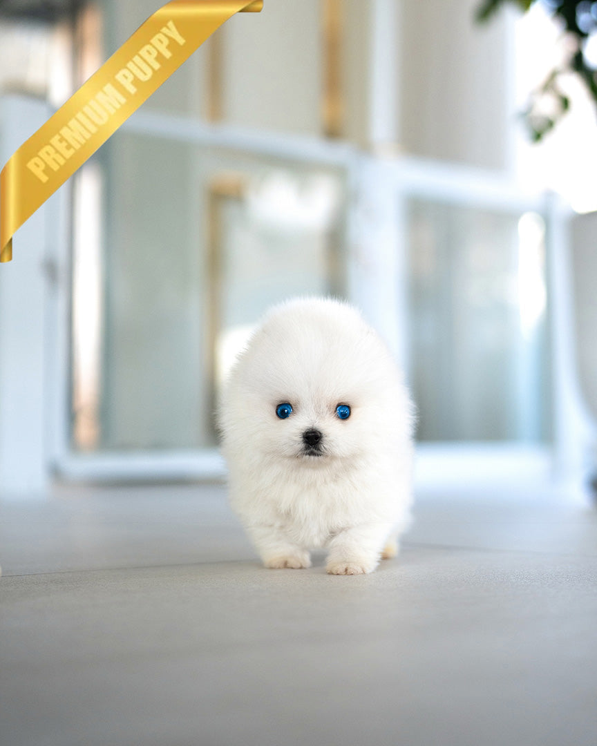 REX - MALE (PURCHASED by KIMBERLY) - ROLLY TEACUP PUPPIES - TEACUP PUPPY FOR SALE