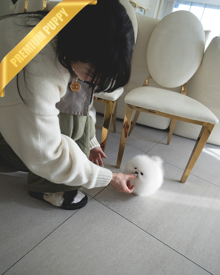 GLACIER - MALE (PURCHASED by MARIANO) - ROLLY TEACUP PUPPIES - TEACUP PUPPY FOR SALE