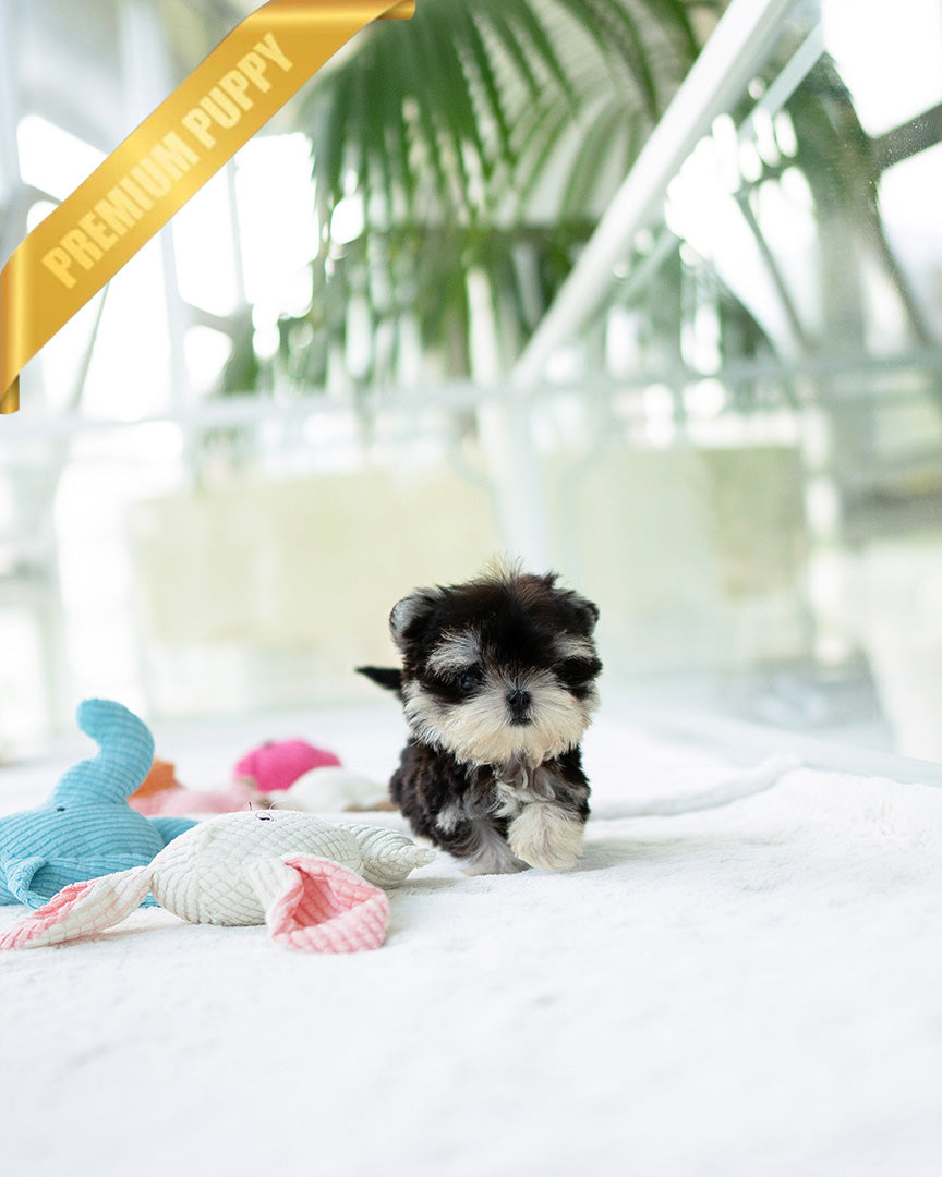 COLA - MALE - ROLLY TEACUP PUPPIES -
