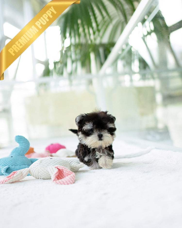 COLA - MALE - ROLLY TEACUP PUPPIES -