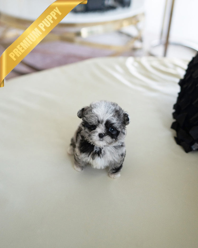 COCO - FEMALE (RESERVED by ALICIA) - ROLLY TEACUP PUPPIES - TEACUP PUPPY FOR SALE