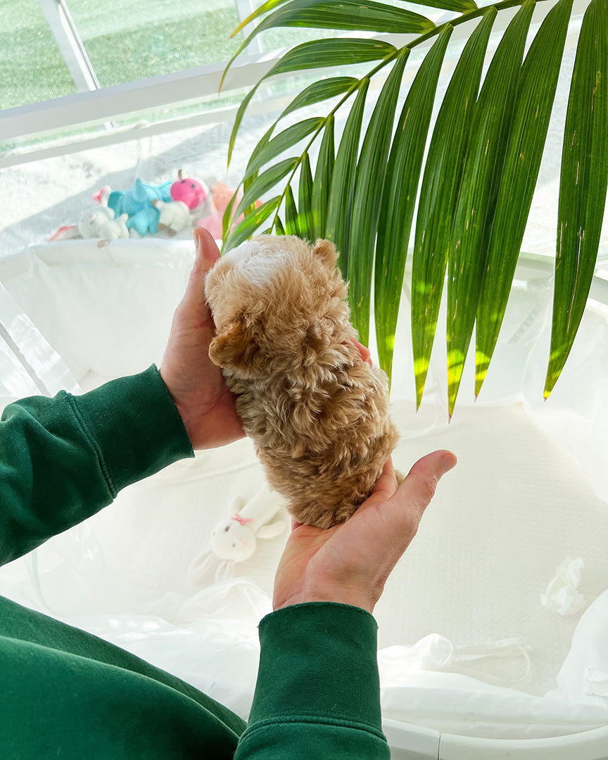 MYLES - MALE (RESERVED by MADISON) - ROLLY TEACUP PUPPIES - TEACUP PUPPY FOR SALE