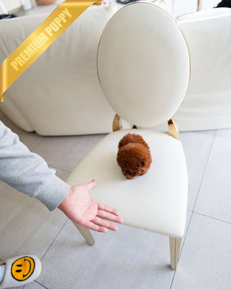 CINNAMON - FEMALE (PURCHASED by KENRIC) - ROLLY TEACUP PUPPIES -