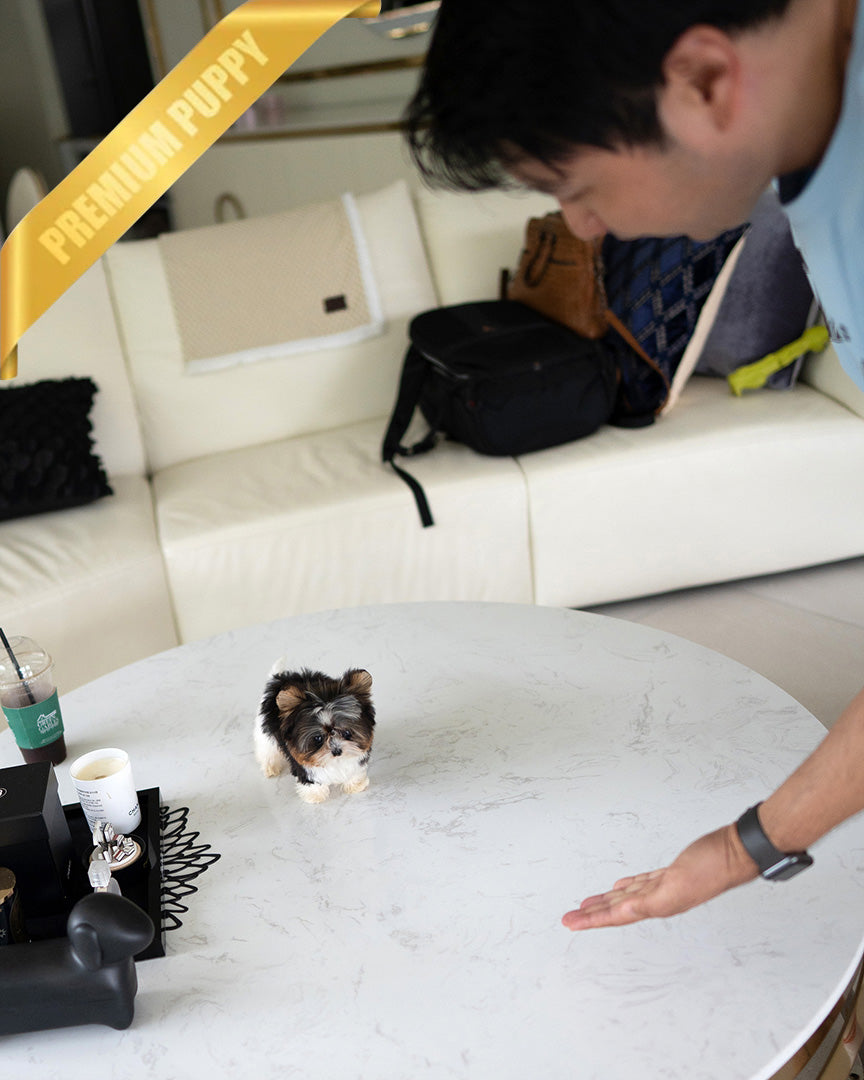 NICO - MALE - ROLLY TEACUP PUPPIES - TEACUP PUPPY FOR SALE