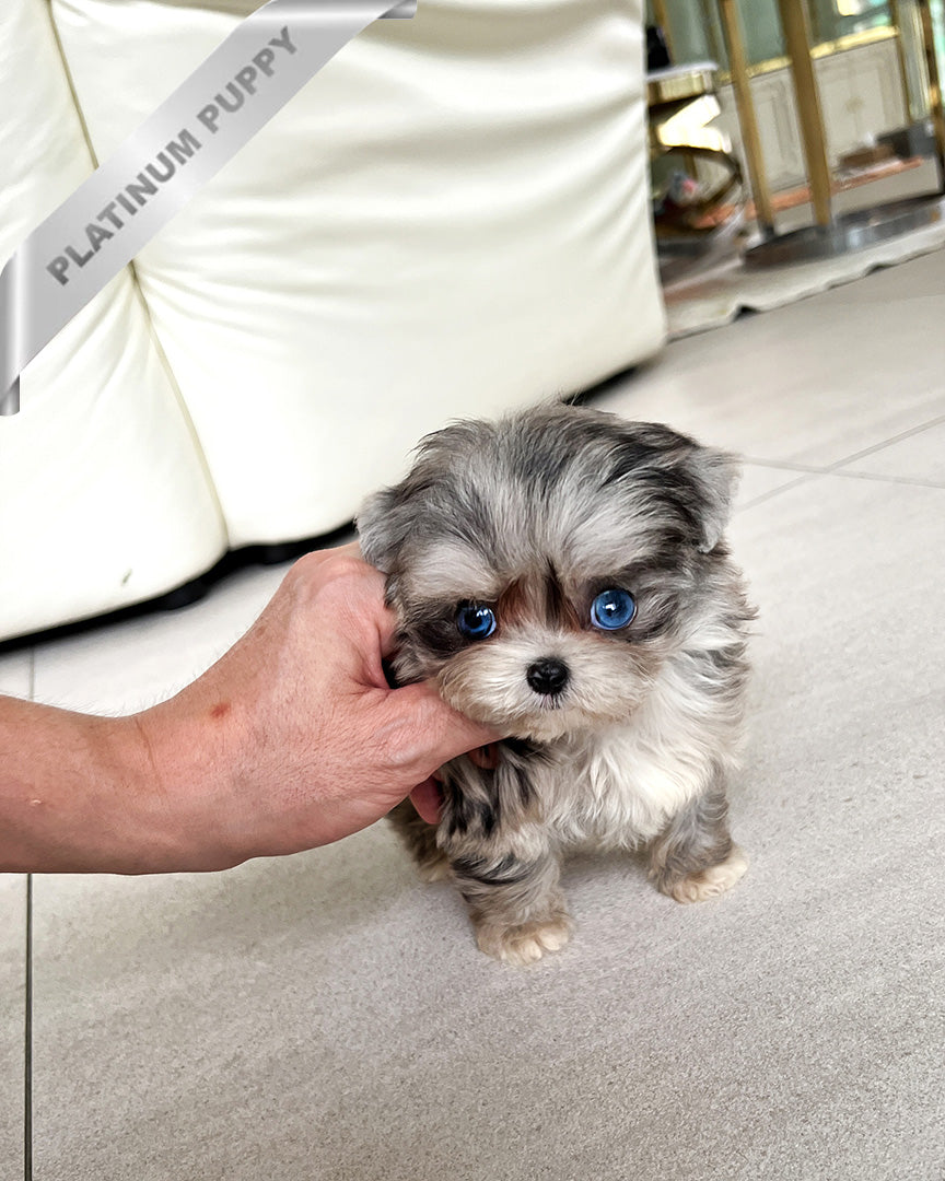 STERLING - MALE (PURCHASED by CATHERINE) - ROLLY TEACUP PUPPIES - TEACUP PUPPY FOR SALE