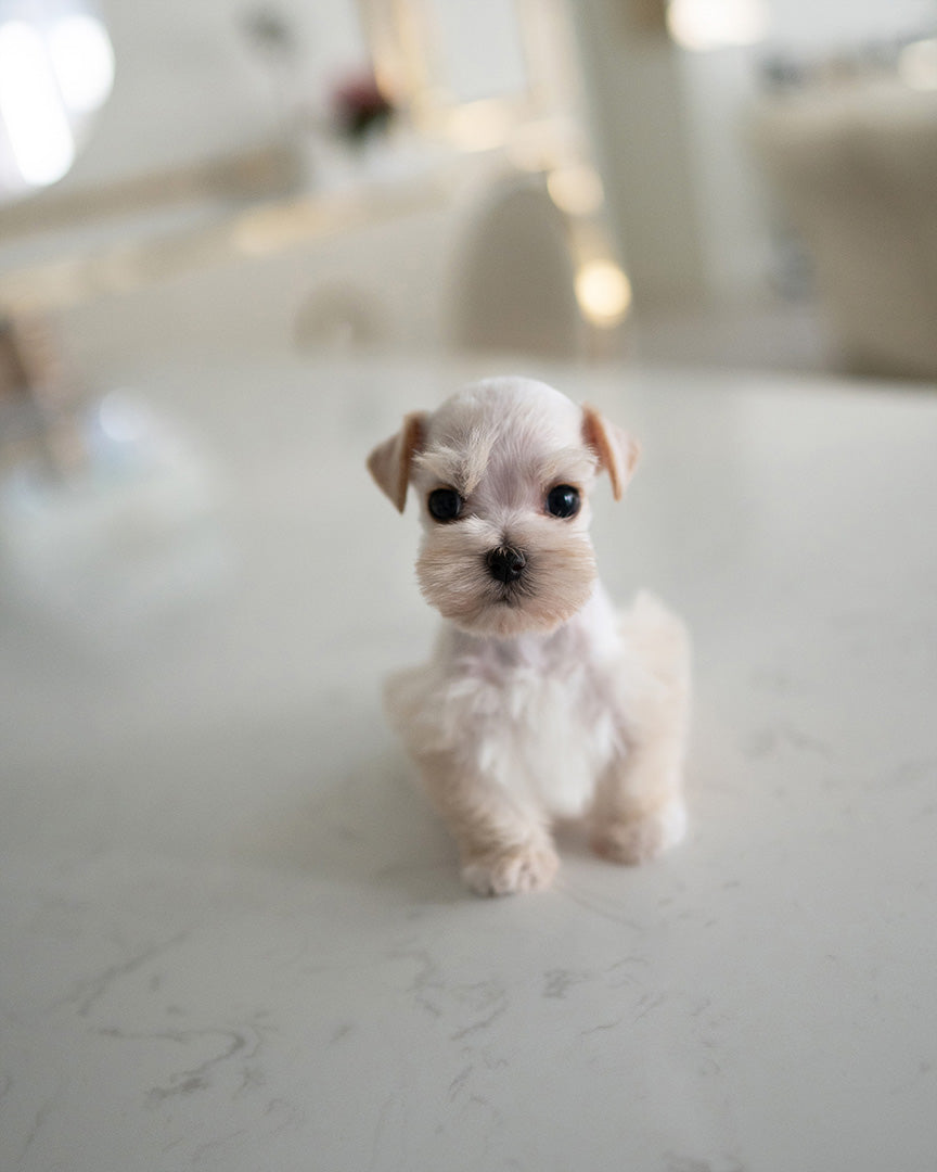 BIANCA - FEMALE (RESERVED by LOLA) - ROLLY TEACUP PUPPIES - TEACUP PUPPY FOR SALE