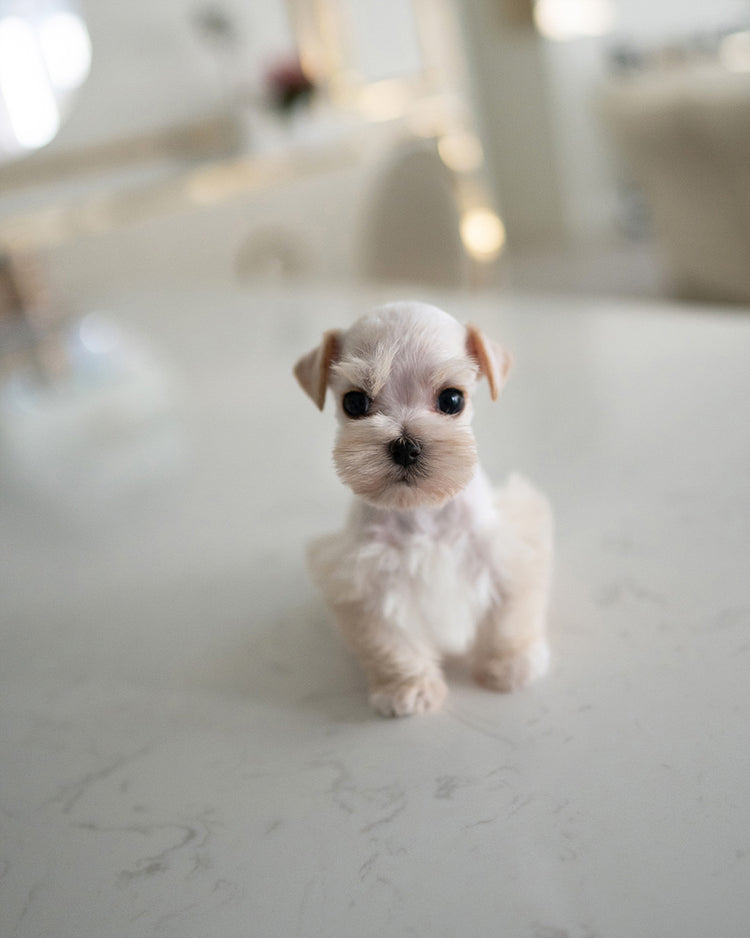 BIANCA - FEMALE (RESERVED by LOLA) - ROLLY TEACUP PUPPIES - TEACUP PUPPY FOR SALE