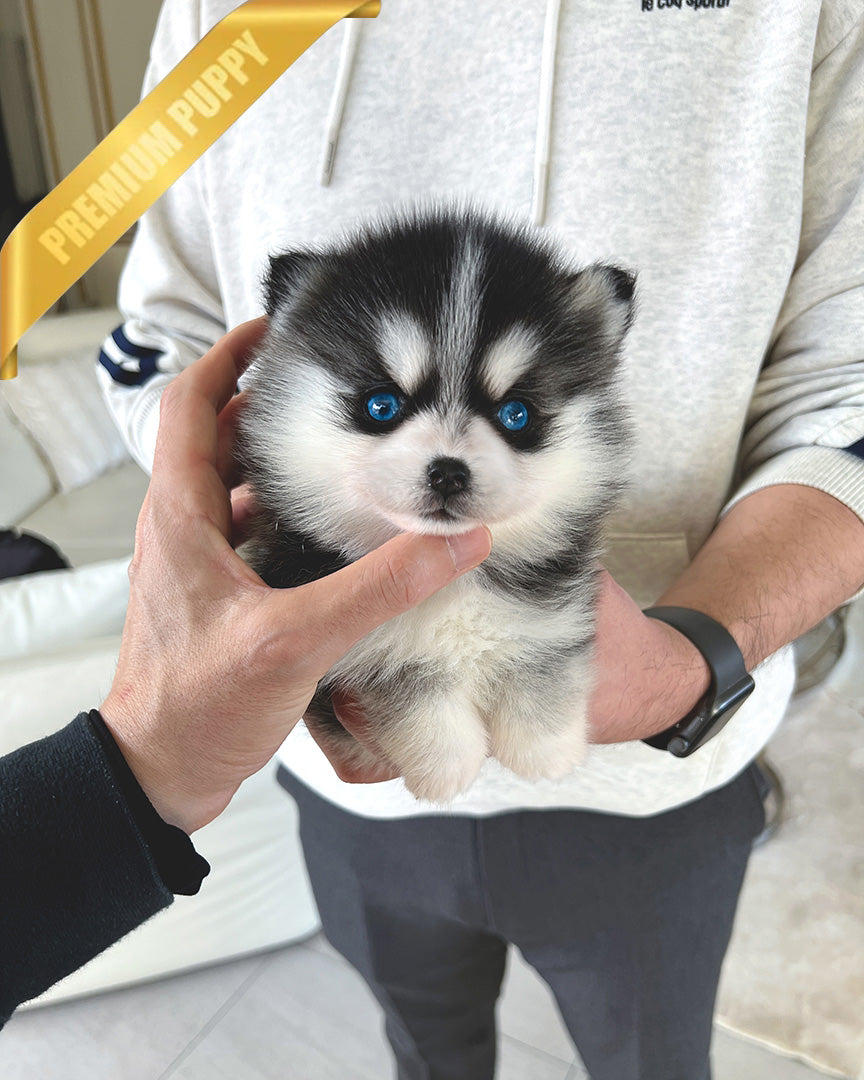 ROXY - FEMALE (PURCHASED by SUSANA) - ROLLY TEACUP PUPPIES - TEACUP PUPPY FOR SALE