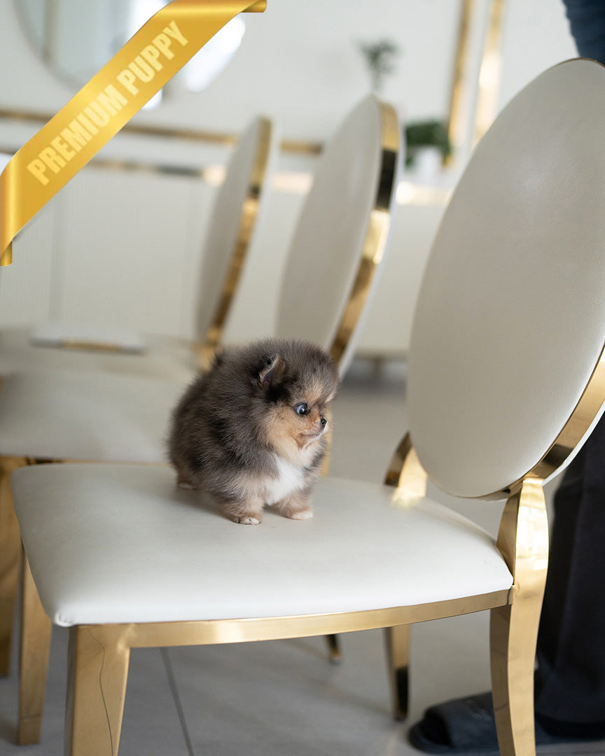 BAMBI - MALE (PURCHASED by ANA) - ROLLY TEACUP PUPPIES - TEACUP PUPPY FOR SALE