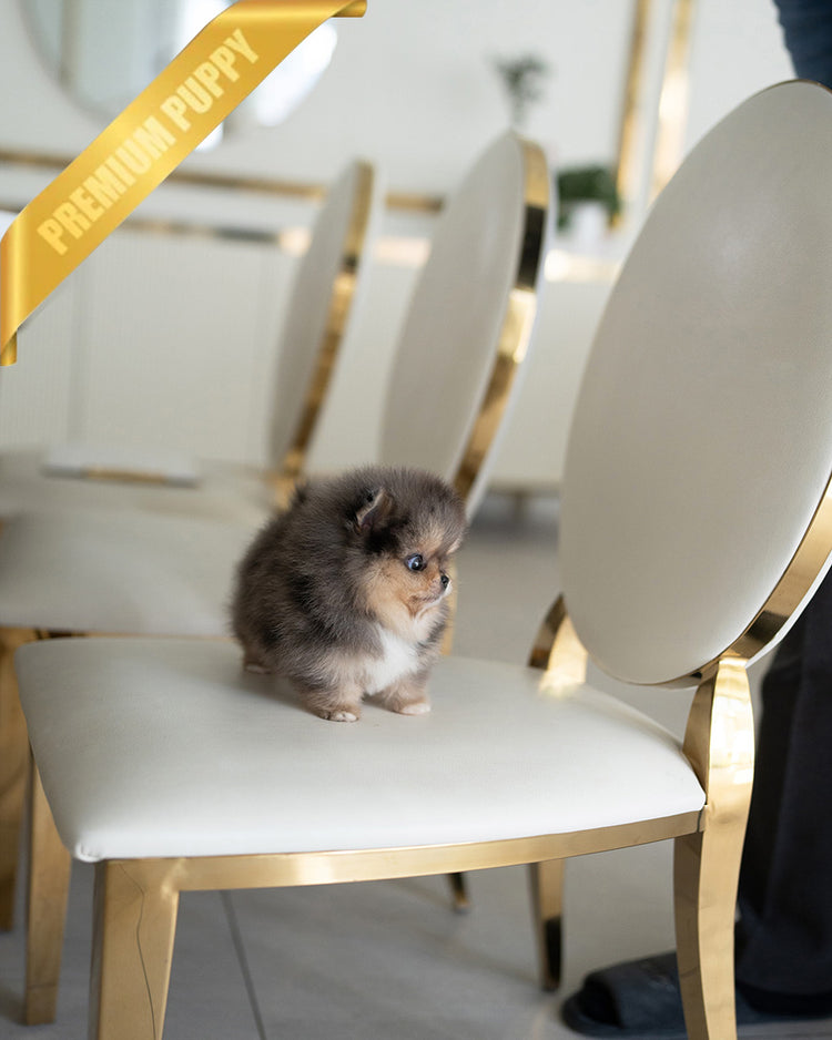 BAMBI - MALE (PURCHASED by ANA) - ROLLY TEACUP PUPPIES - TEACUP PUPPY FOR SALE