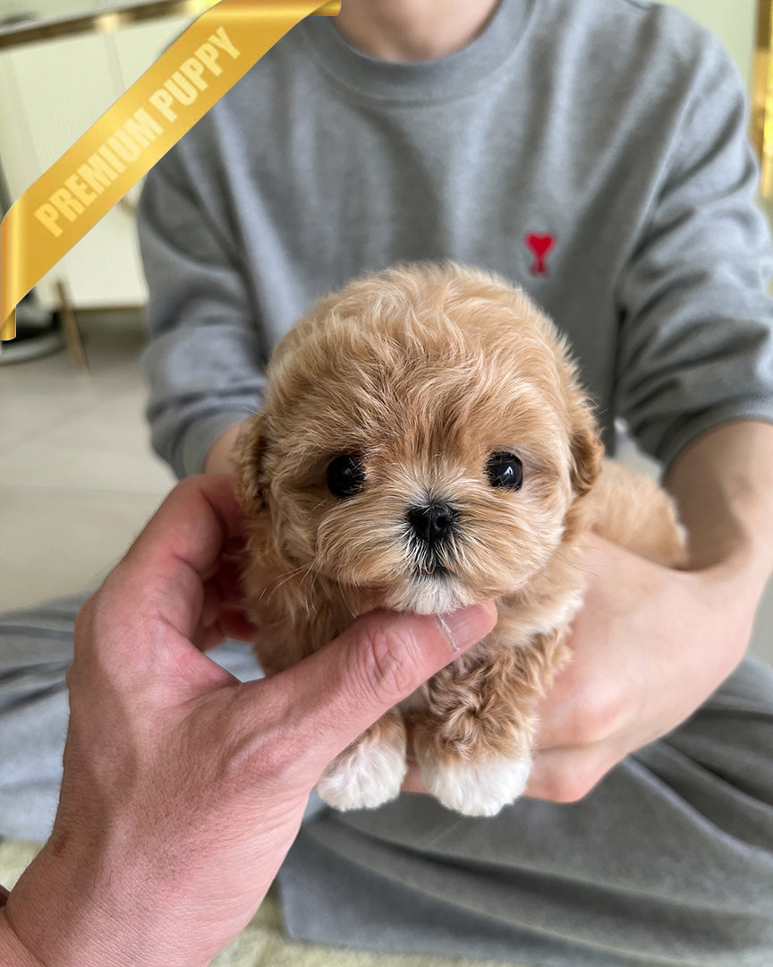 BISCUIT - MALE (PURCHASED by WILLIAM) - ROLLY TEACUP PUPPIES - TEACUP PUPPY FOR SALE