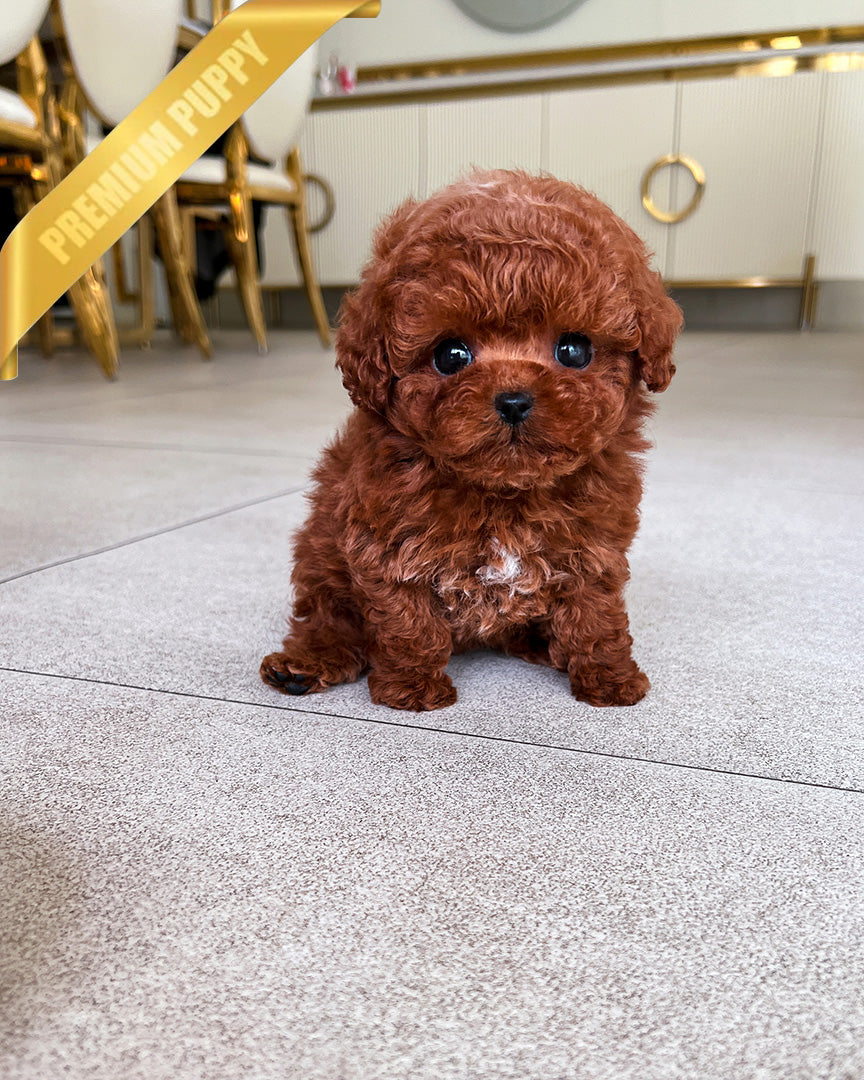 MISSY - FEMALE - ROLLYPUPS OFFICIAL