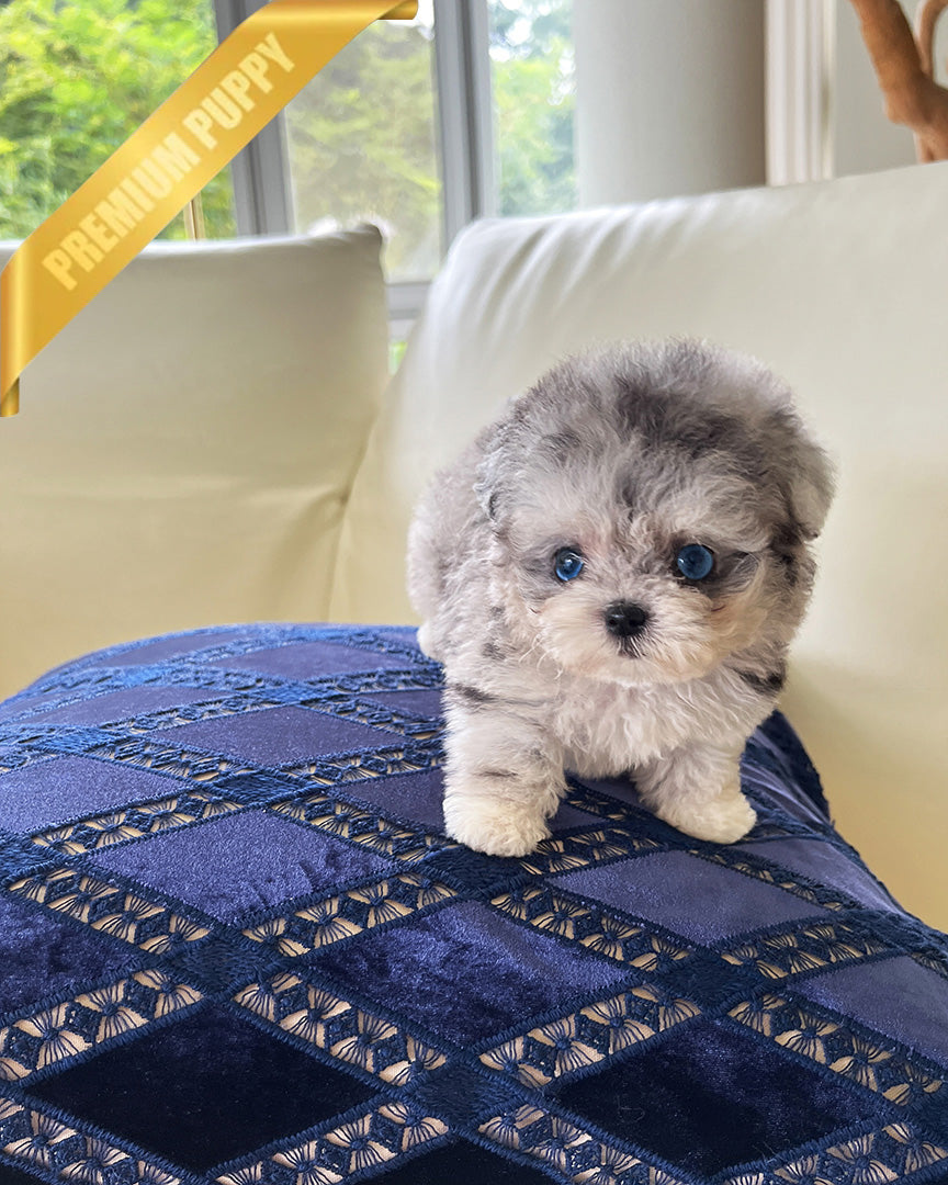 SELENE - FEMALE - ROLLY TEACUP PUPPIES - TEACUP PUPPY FOR SALE