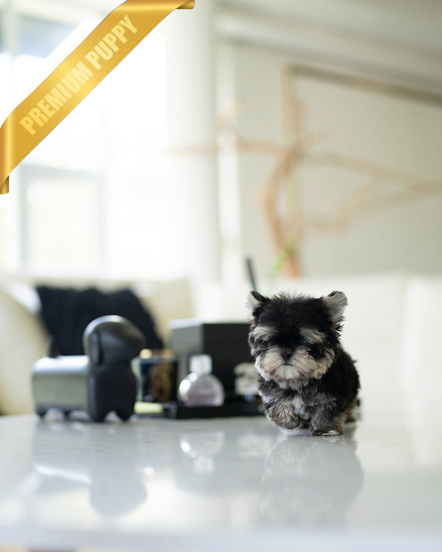 ROCKO - MALE (PURCHASED by VICKIE) - ROLLYPUPS OFFICIAL