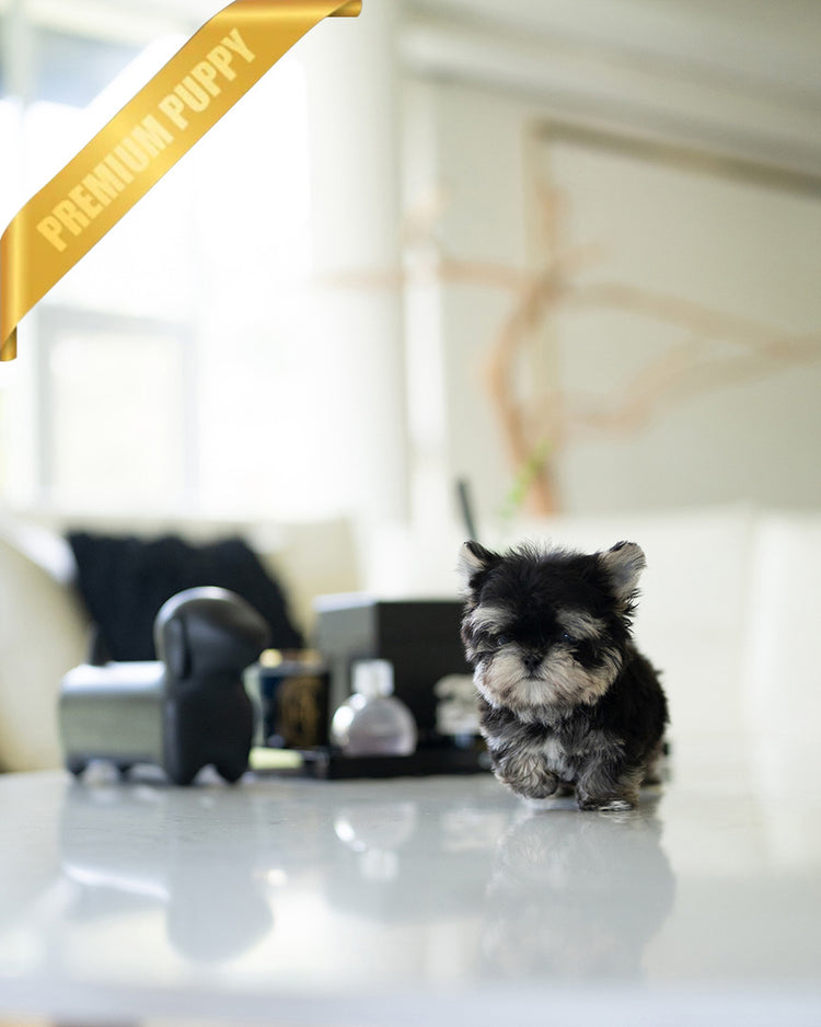 ROCKO - MALE (PURCHASED by VICKIE) - ROLLYPUPS OFFICIAL