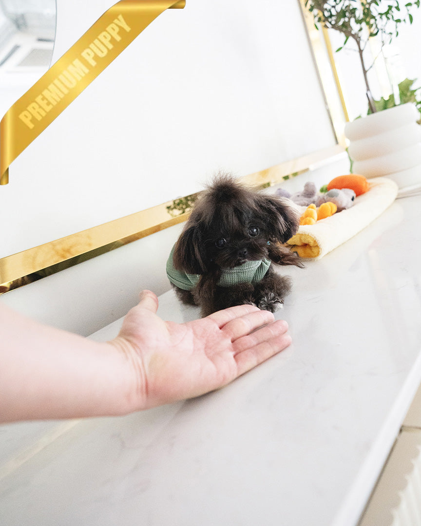 PIPPA - FEMALE (PURCHASED by JANE) - ROLLY TEACUP PUPPIES - TEACUP PUPPY FOR SALE