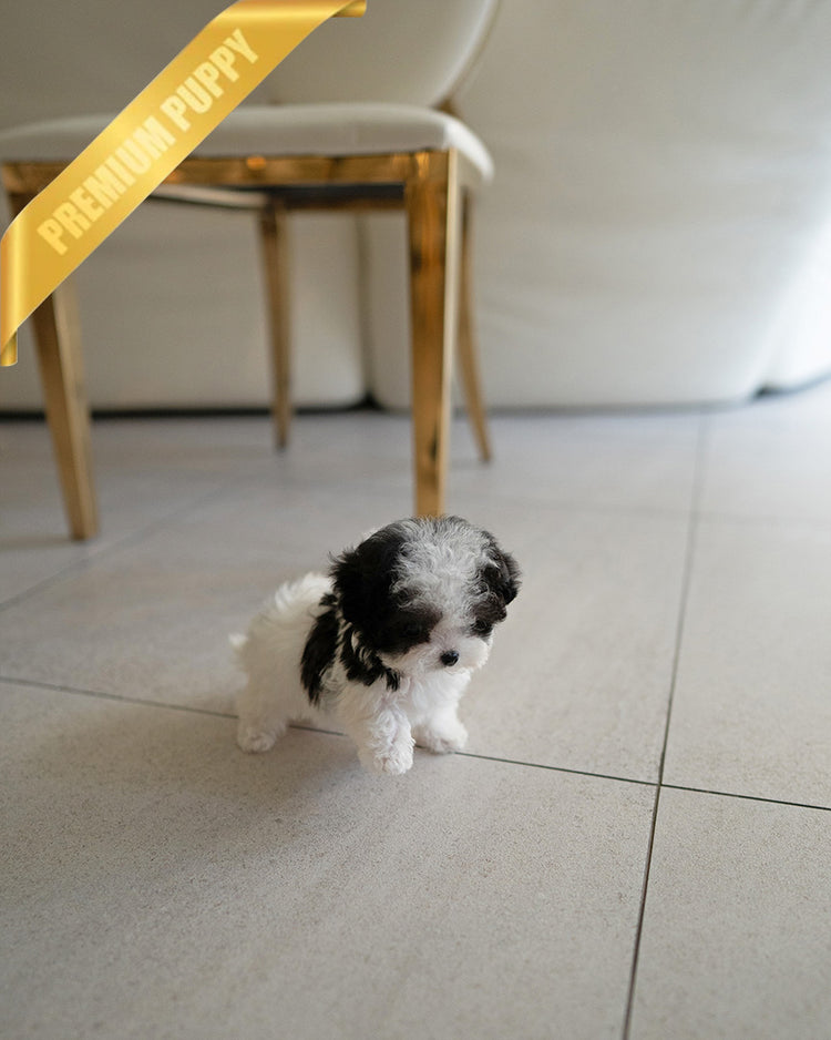 GIGI - FEMALE (PURCHASED by RIKKI) - ROLLY TEACUP PUPPIES - TEACUP PUPPY FOR SALE