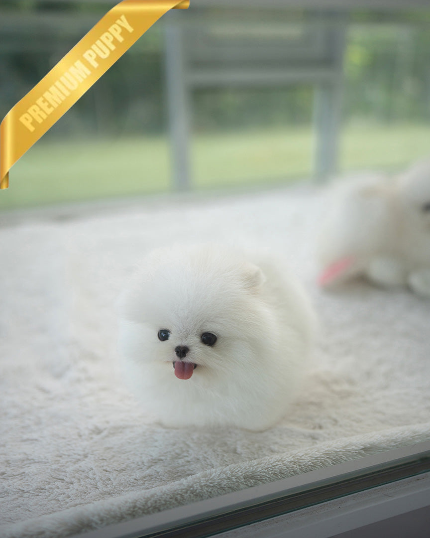 SNOWY - MALE (RESERVED by ISAAC) - ROLLY TEACUP PUPPIES - TEACUP PUPPY FOR SALE