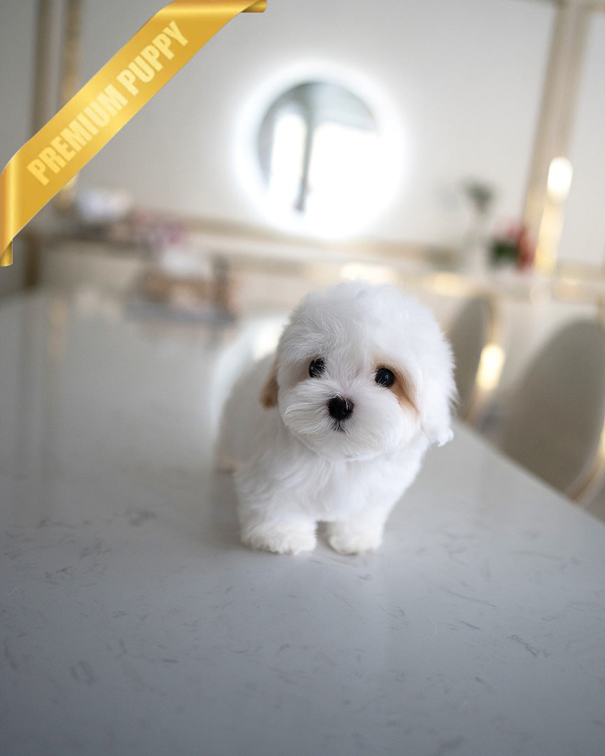 MARSHMALLOW - MALE (RESERVED by JANELLY) - ROLLY TEACUP PUPPIES - TEACUP PUPPY FOR SALE