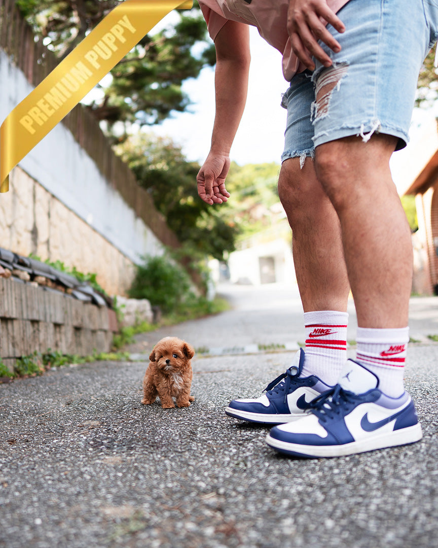 JESSICA - FEMALE (RESERVED by LOURDES) - ROLLY TEACUP PUPPIES - TEACUP PUPPY FOR SALE