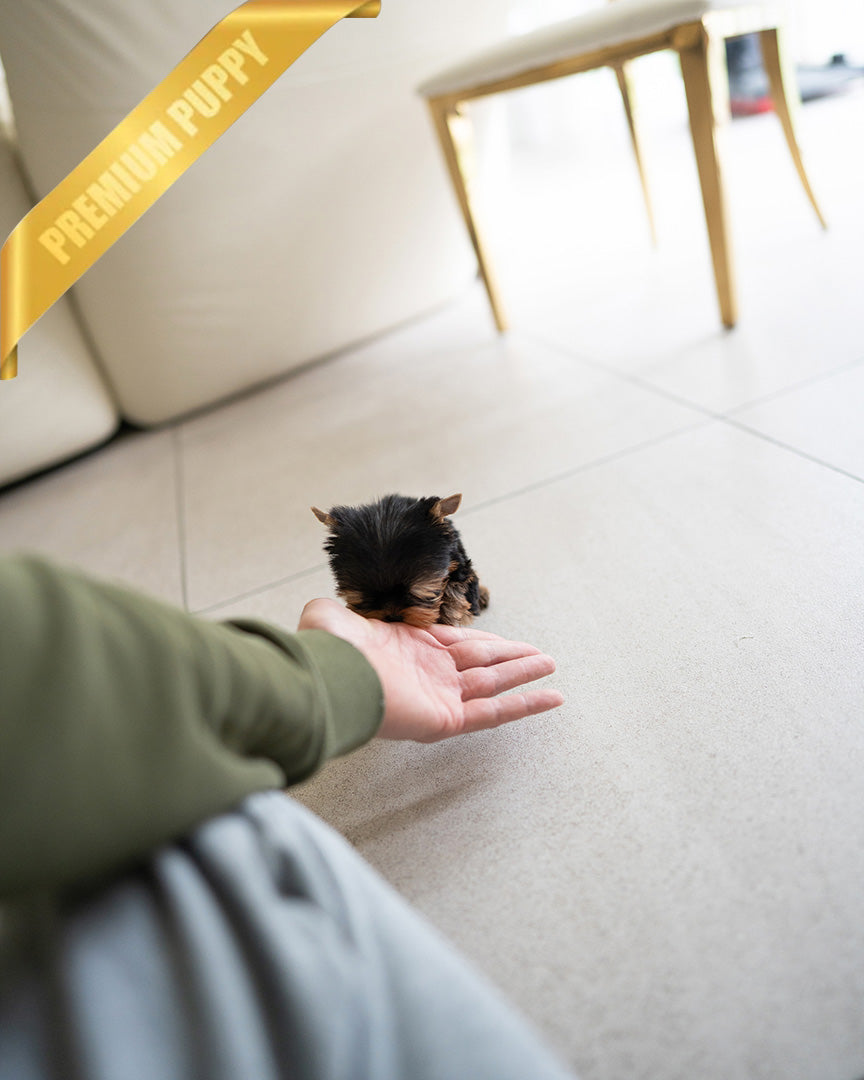 JAKE - MALE - ROLLY TEACUP PUPPIES -