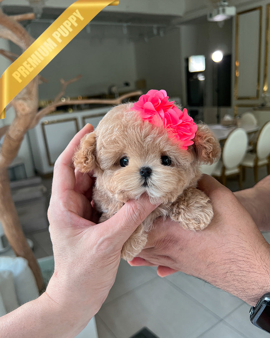 LALA - FEMALE (PURCHASED by LEE) - ROLLY TEACUP PUPPIES - TEACUP PUPPY FOR SALE