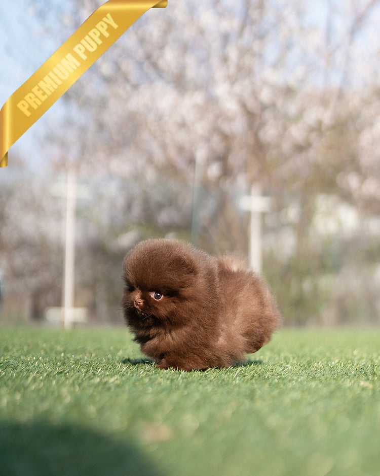 NUTELLA - FEMALE (RESERVED by ANDREA) - ROLLY TEACUP PUPPIES - TEACUP PUPPY FOR SALE