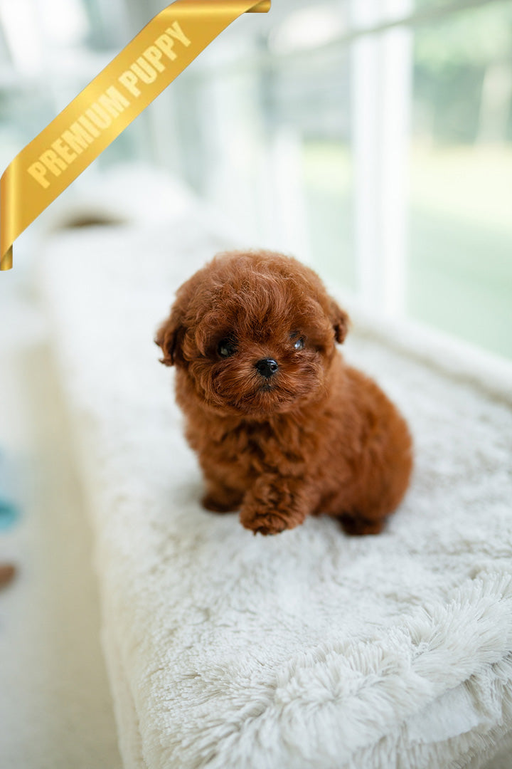 SIENNA - FEMALE (RESERVED by SARA) - ROLLY TEACUP PUPPIES - TEACUP PUPPY FOR SALE