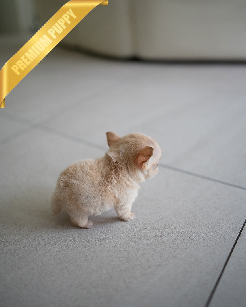 LOLA - FEMALE (PURCHASED by BETH) - ROLLY TEACUP PUPPIES - TEACUP PUPPY FOR SALE