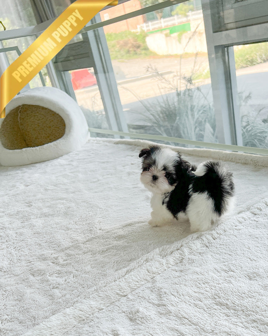 OREO - MALE - ROLLY TEACUP PUPPIES - TEACUP PUPPY FOR SALE