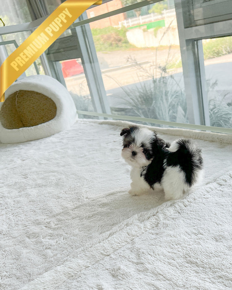 OREO - MALE - ROLLY TEACUP PUPPIES - TEACUP PUPPY FOR SALE
