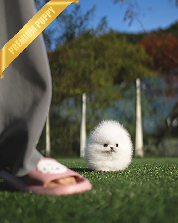 TAYLOR - FEMALE - ROLLYPUPS OFFICIAL