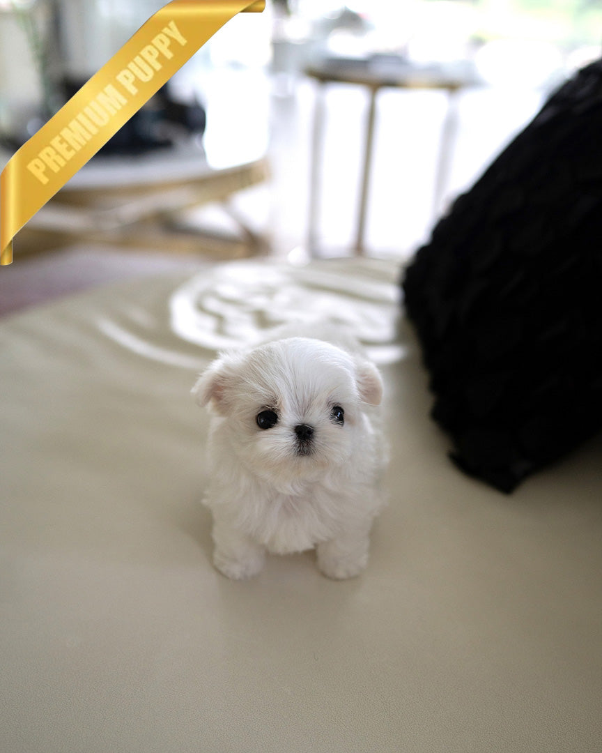 ARCHIE - MALE (PURCHASED by PATRICIA) - ROLLY TEACUP PUPPIES - TEACUP PUPPY FOR SALE