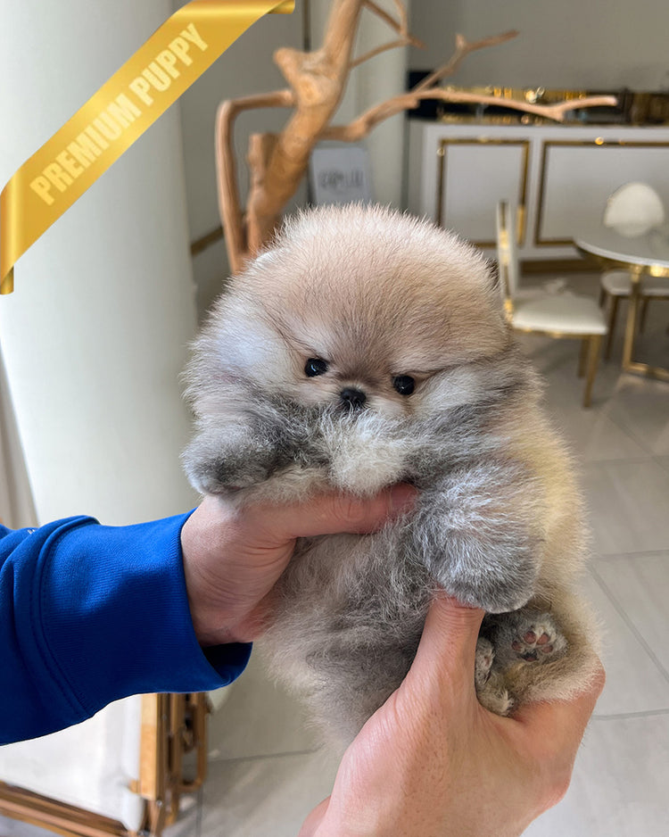 KYLE - MALE (PURCHASED by BRIAN) - ROLLY TEACUP PUPPIES - TEACUP PUPPY FOR SALE