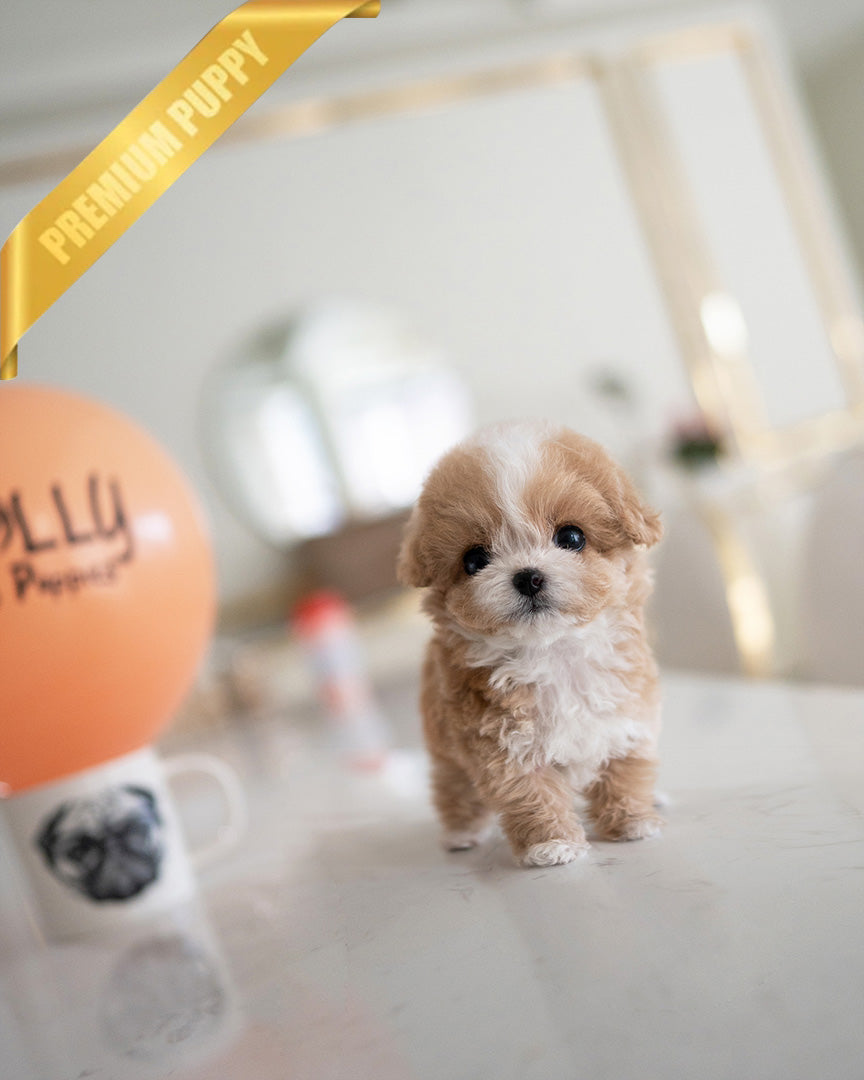 MIA - FEMALE (PURCHASED by RANDY) - ROLLY TEACUP PUPPIES -