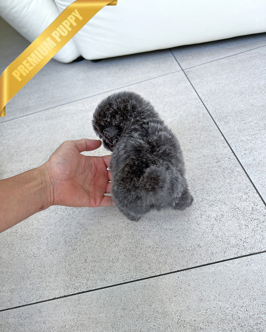 BEAU - MALE (PURCHASED by JOSE) - ROLLYPUPS OFFICIAL