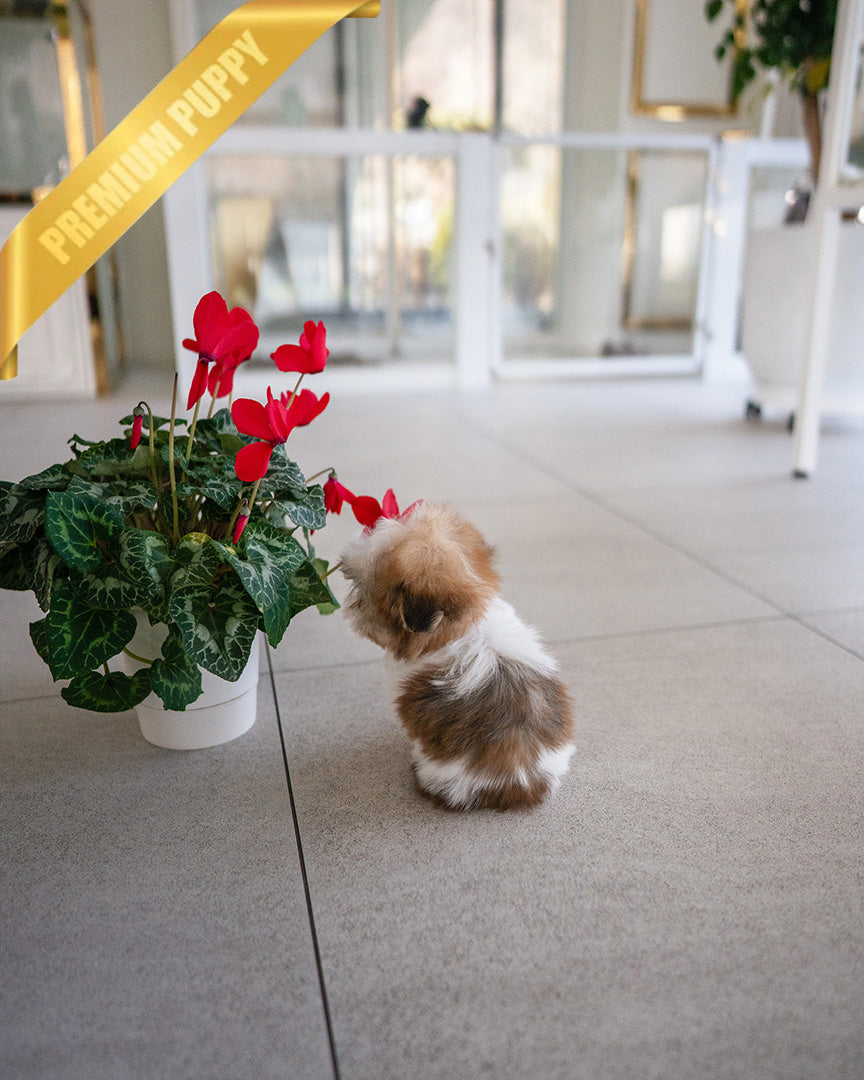 TOBY - MALE (PURCHASED by DANILLE) - ROLLY TEACUP PUPPIES - TEACUP PUPPY FOR SALE