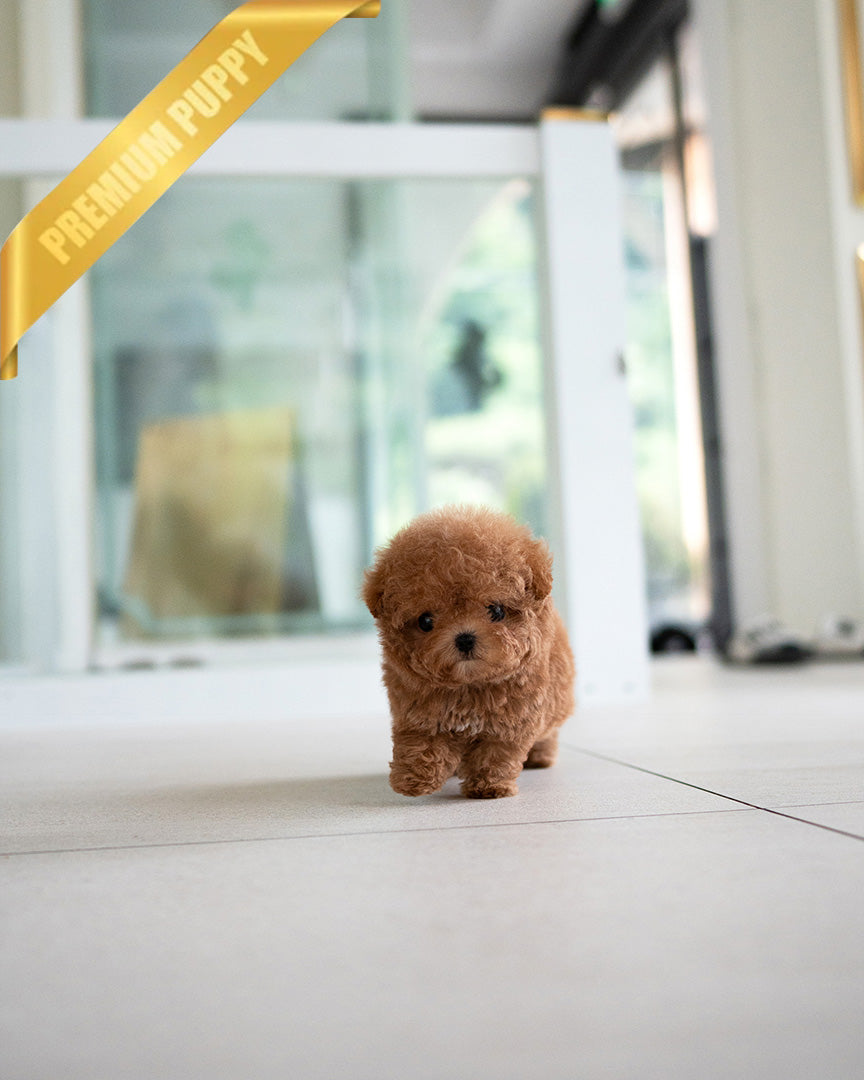 ISABELLA - FEMALE (PURCHASED by DEVIN) - ROLLY TEACUP PUPPIES - TEACUP PUPPY FOR SALE