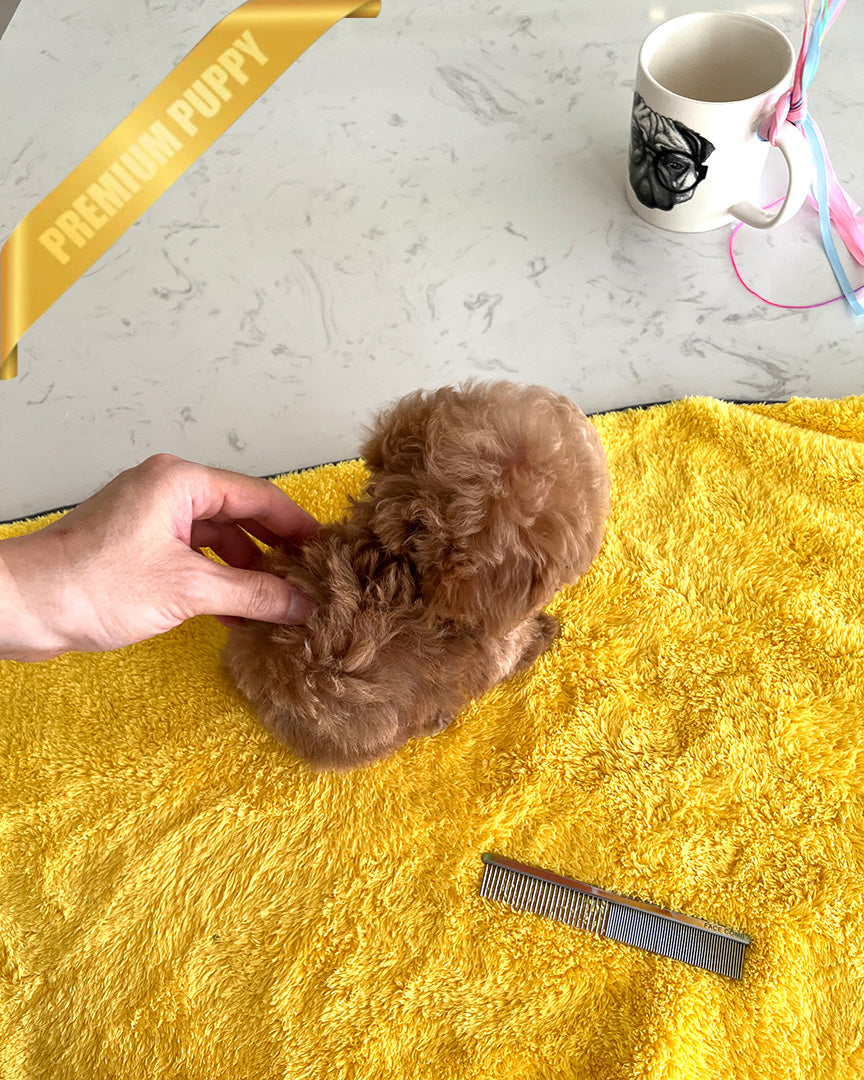 BENNETT - MALE (PURCHASED by LAZARA) - ROLLY TEACUP PUPPIES - TEACUP PUPPY FOR SALE