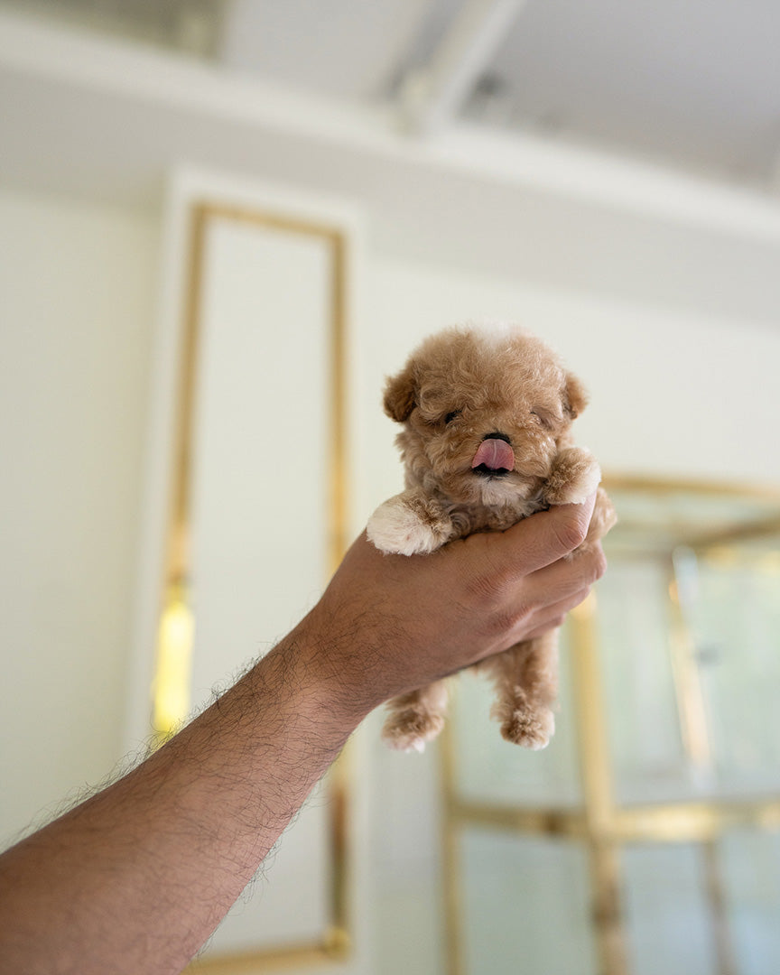 TOBY - MALE - ROLLY TEACUP PUPPIES - TEACUP PUPPY FOR SALE