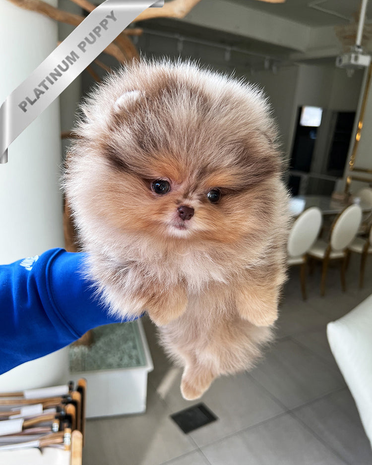 DIANA - FEMALE (PURCHASED by FERNANDO) - ROLLY TEACUP PUPPIES - TEACUP PUPPY FOR SALE