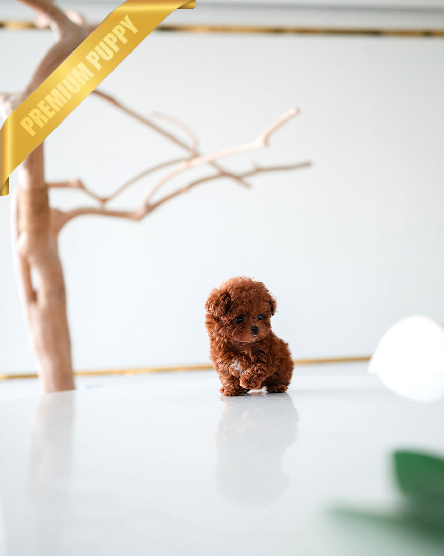 DAPHNE - FEMALE (PURCHASED by THERESA) - ROLLY TEACUP PUPPIES -