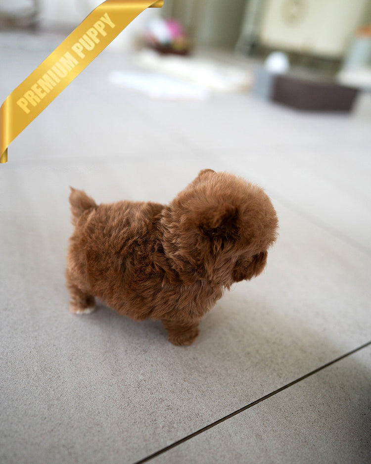 CHLOE - FEMALE (PURCHASED by AZIZ) - ROLLY TEACUP PUPPIES - TEACUP PUPPY FOR SALE