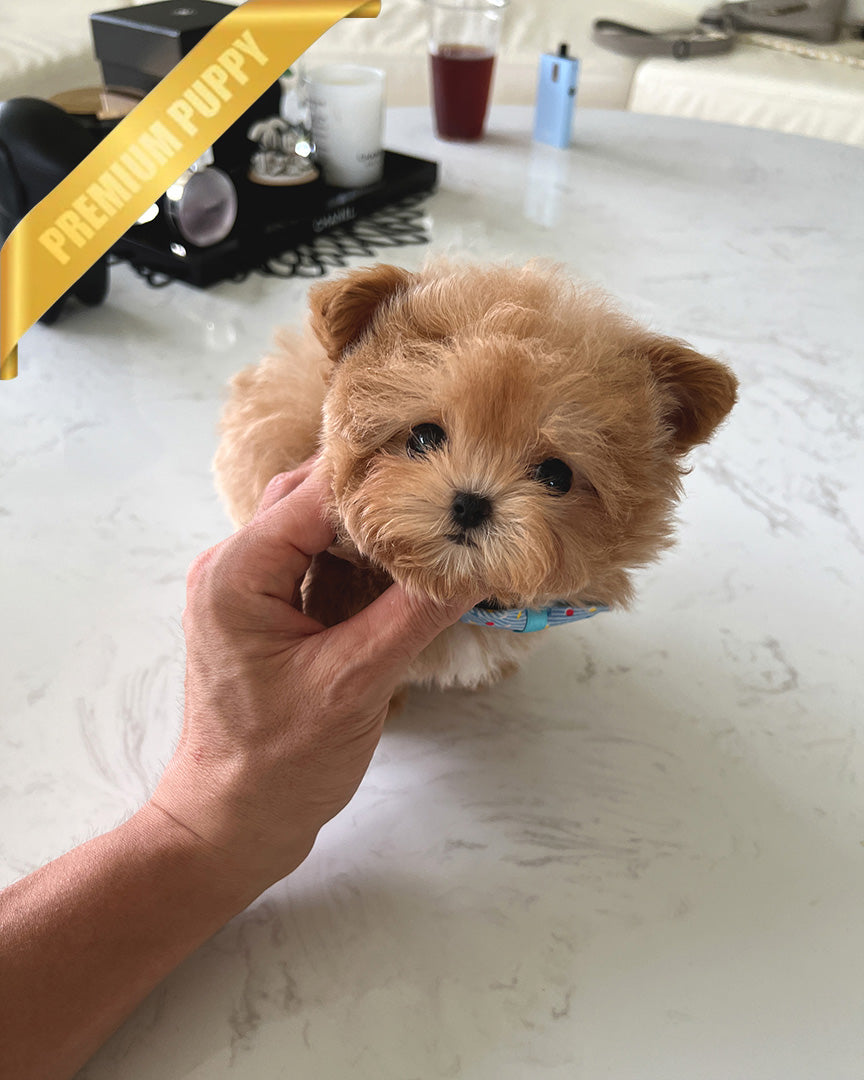 HUGO - MALE (RESERVED by GIMENA) - ROLLYPUPS OFFICIAL