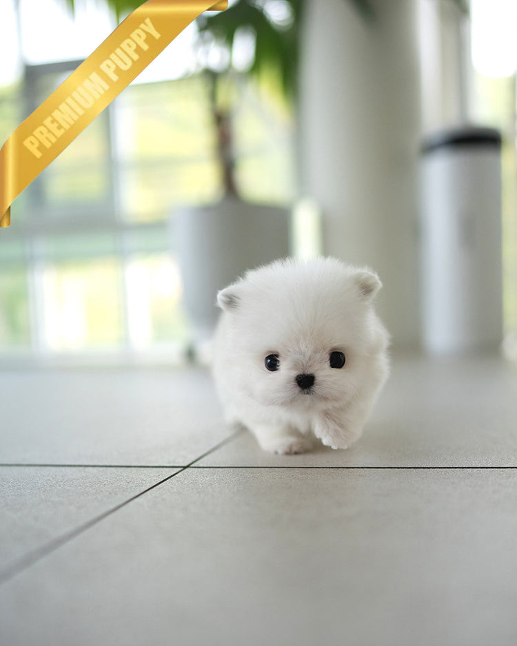 PUFF - FEMALE (PURCHASED by DYLAN) - ROLLY TEACUP PUPPIES - TEACUP PUPPY FOR SALE