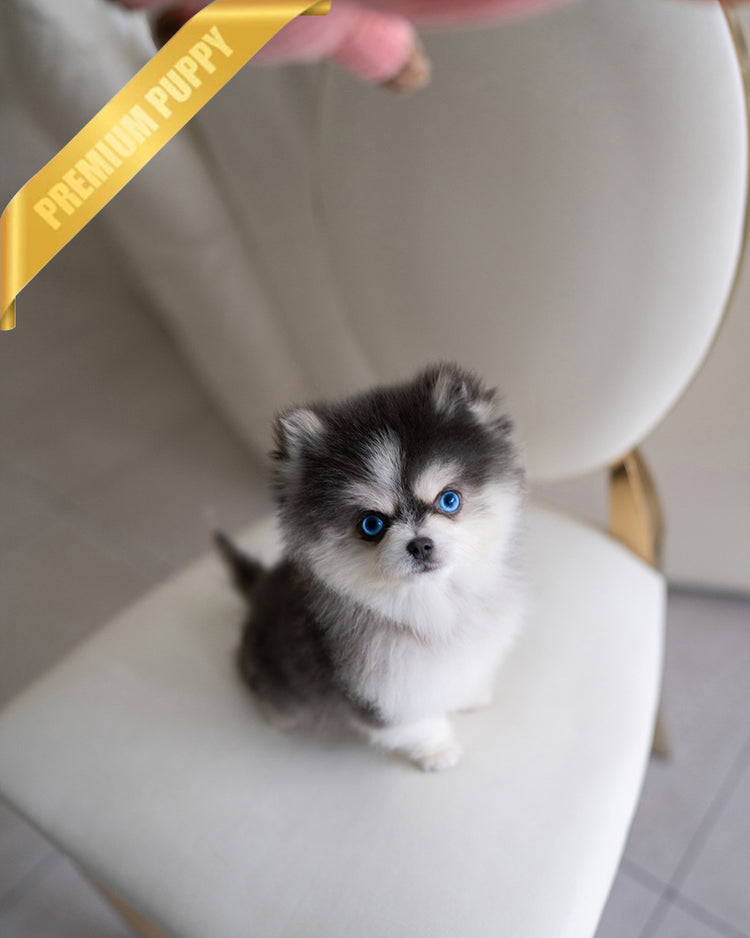 OSCAR - MALE (PURCHASED by ROLLY) - ROLLY TEACUP PUPPIES - TEACUP PUPPY FOR SALE