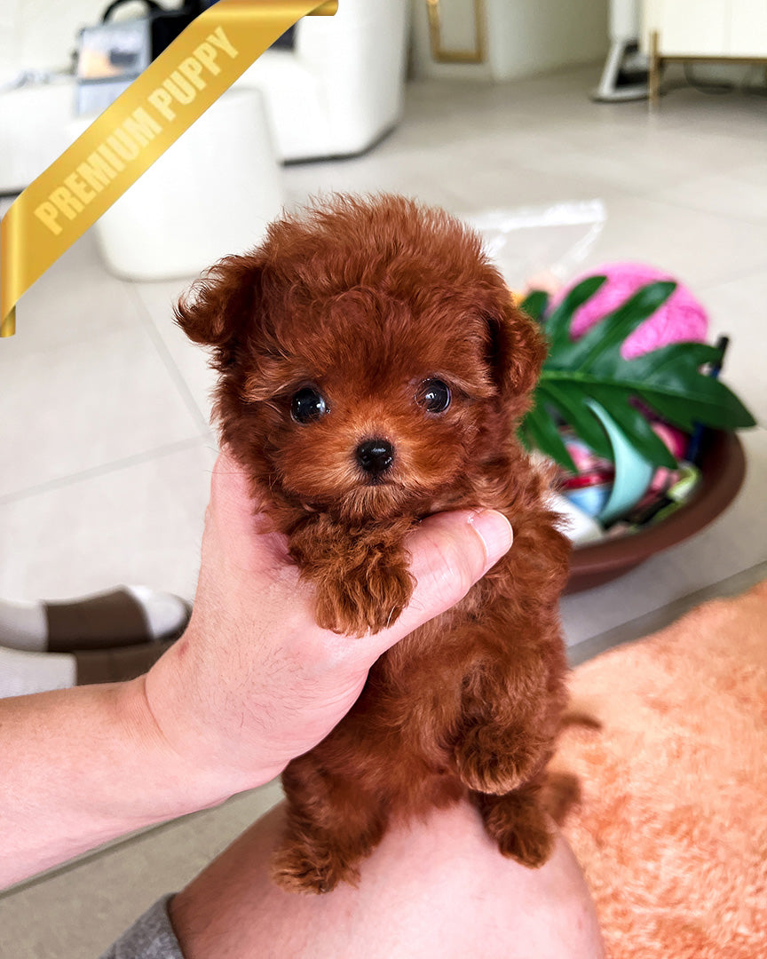 FELIX - MALE - ROLLY TEACUP PUPPIES - TEACUP PUPPY FOR SALE